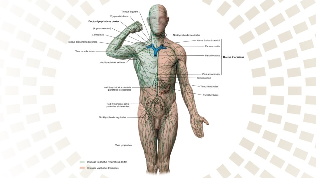 Übersicht Lymphgefäßsystem