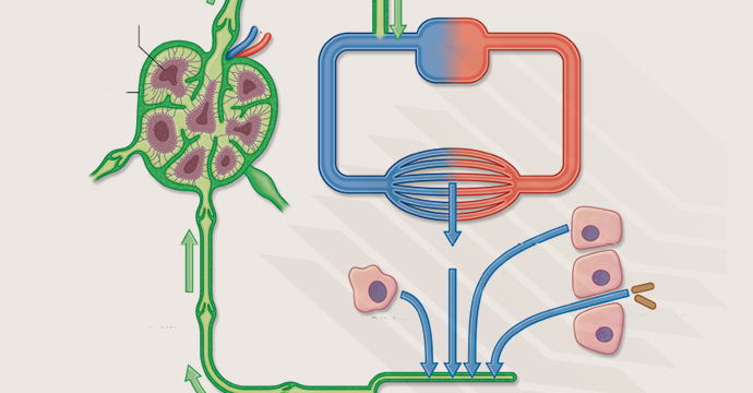Lymphatic vessels