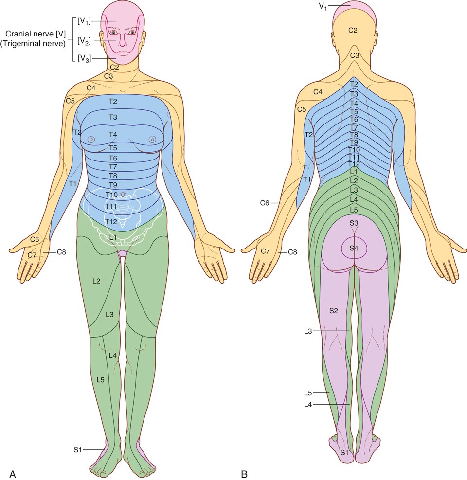 Dermatomes and Myotomes - Student Hub EN