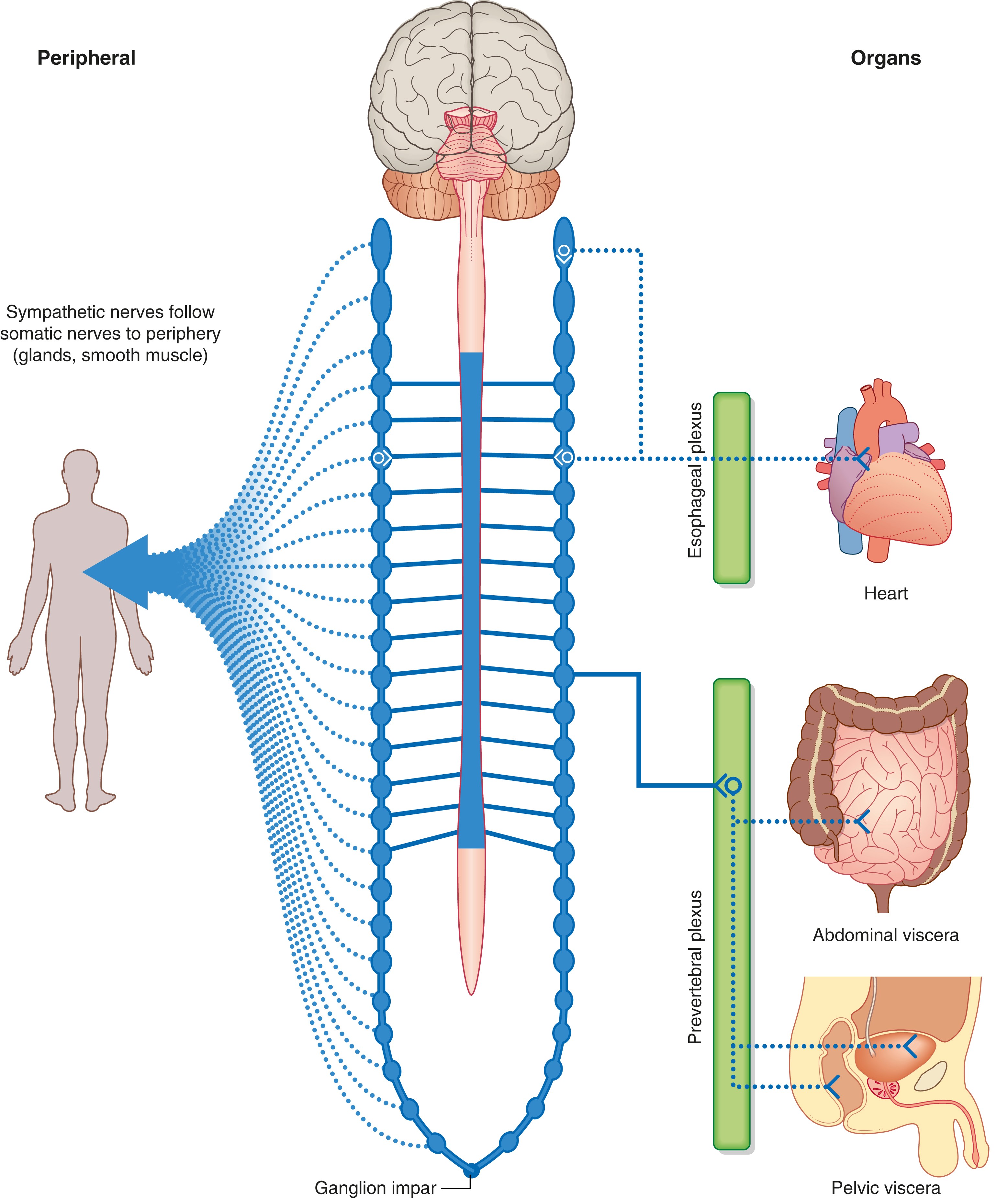 Sympa System Sympathetic system - Student Hub EN