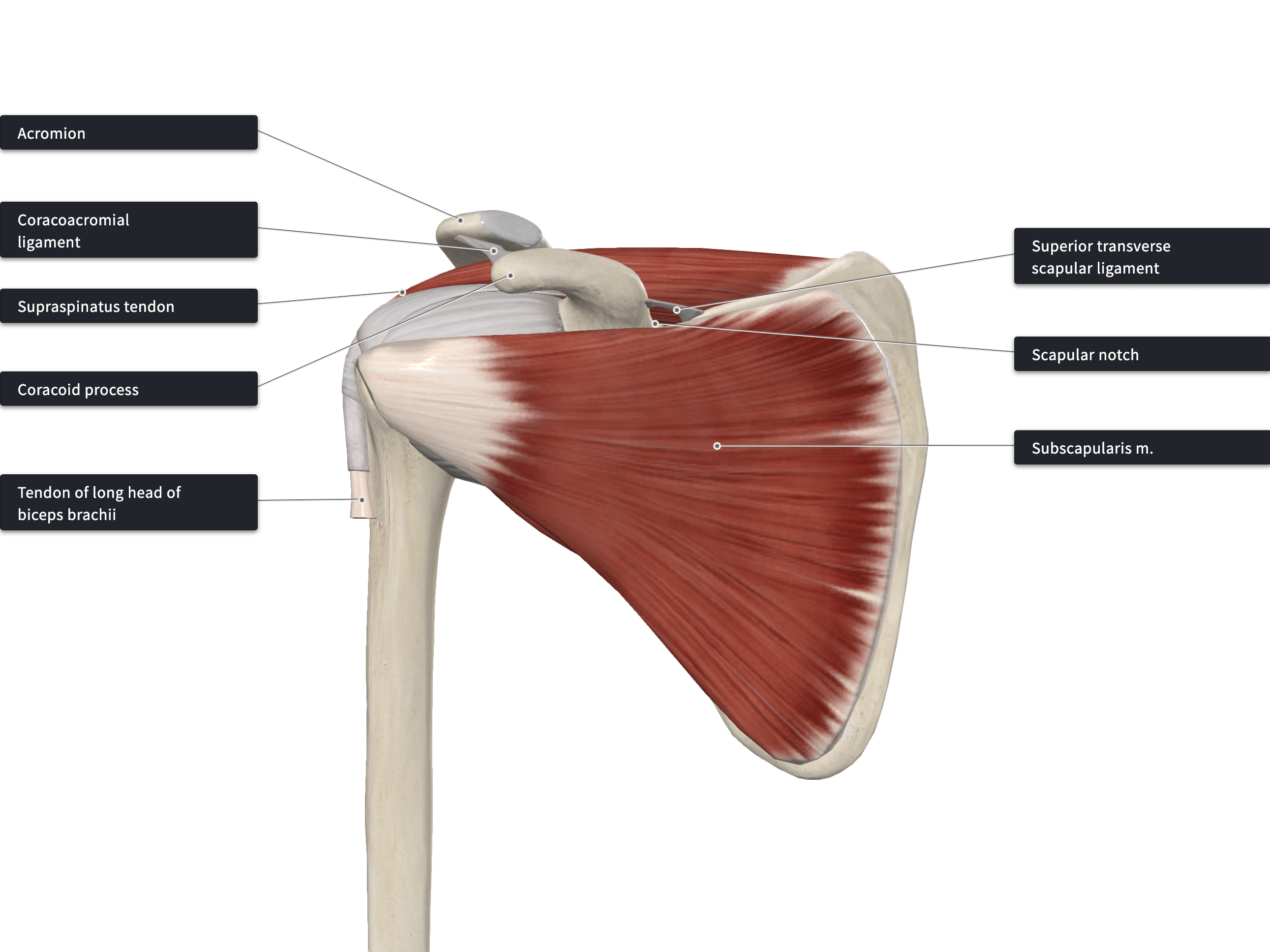 Rotator Cuff Muscles - Student Hub EN