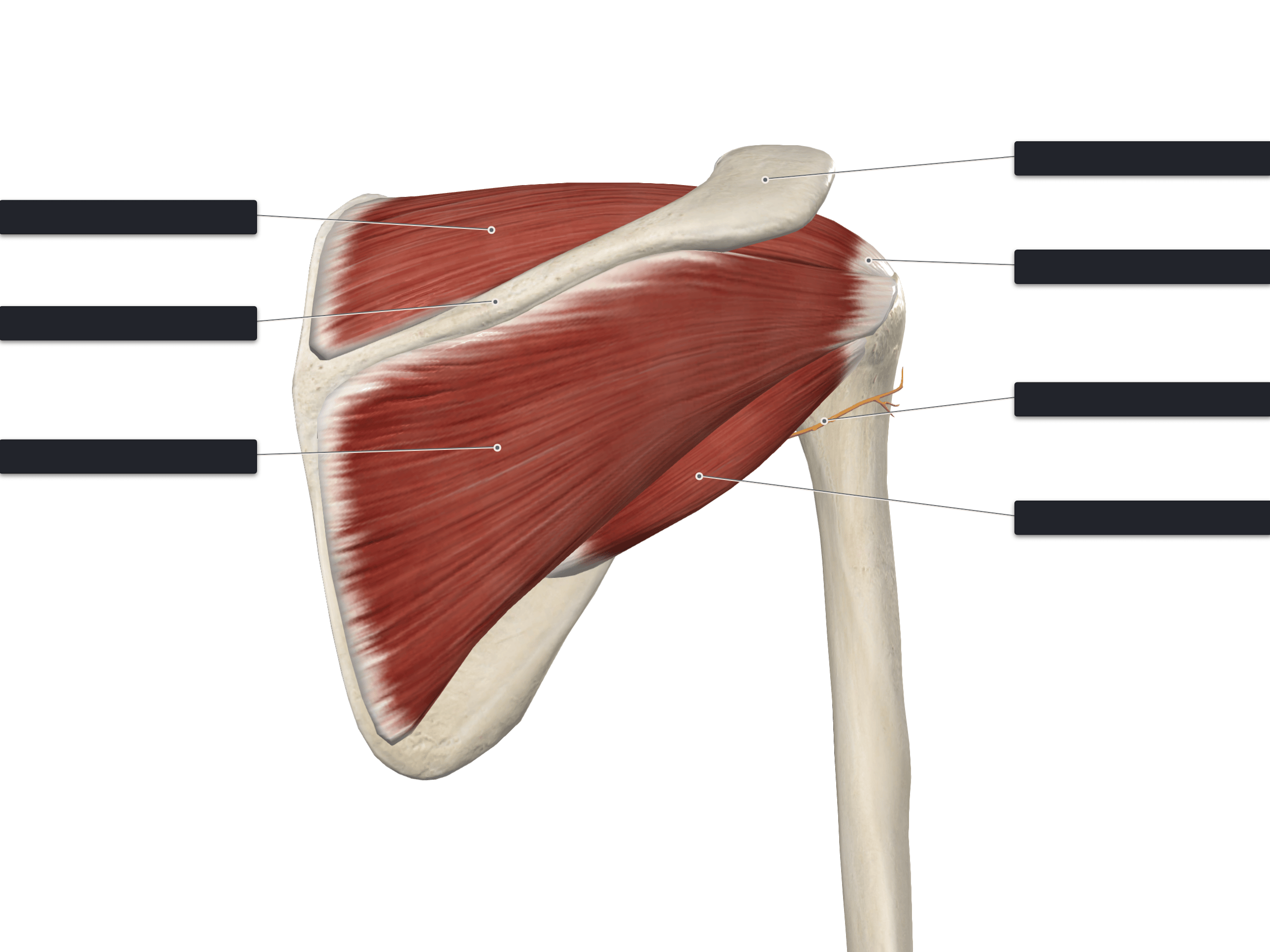 Rotator Cuff Muscles - Student Hub EN