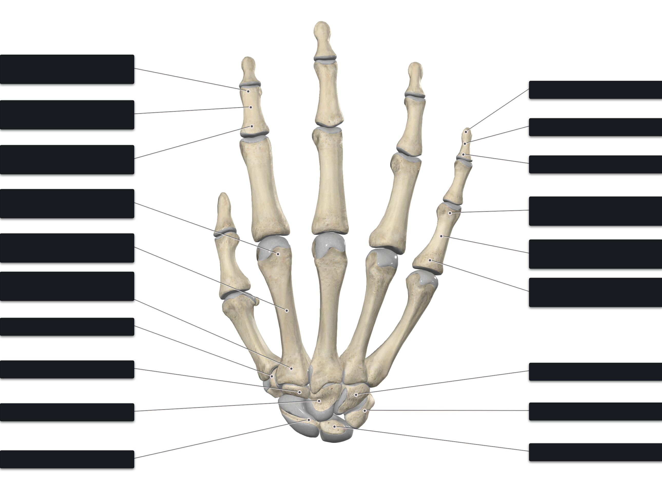 Bones of Hand - Student Hub EN