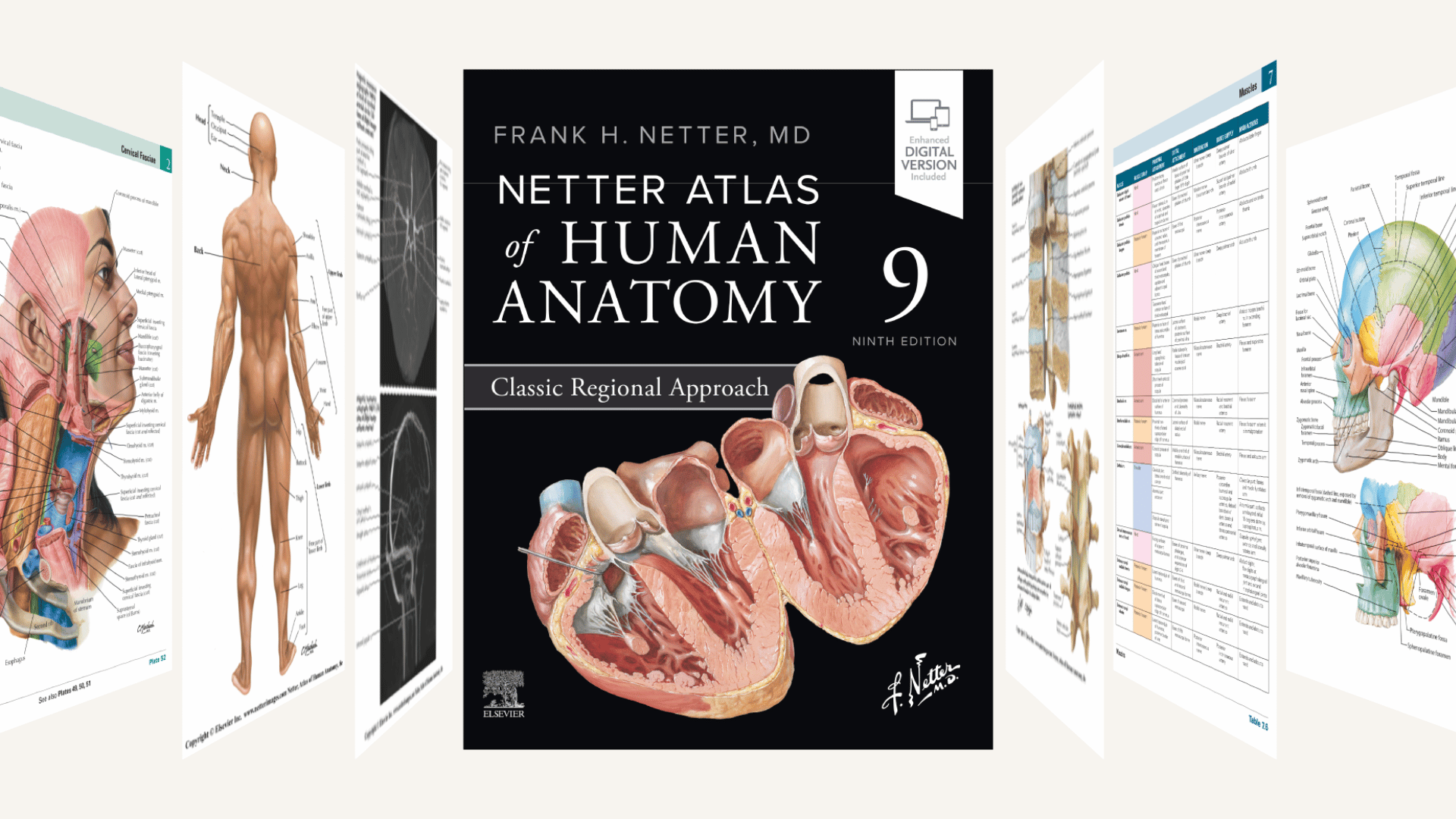 Introducing Netter’s Anatomy New Editions