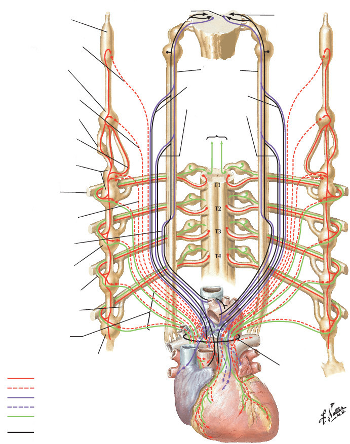 Inervación del corazón. Esquema