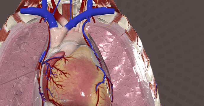 Exposición anterior del corazón