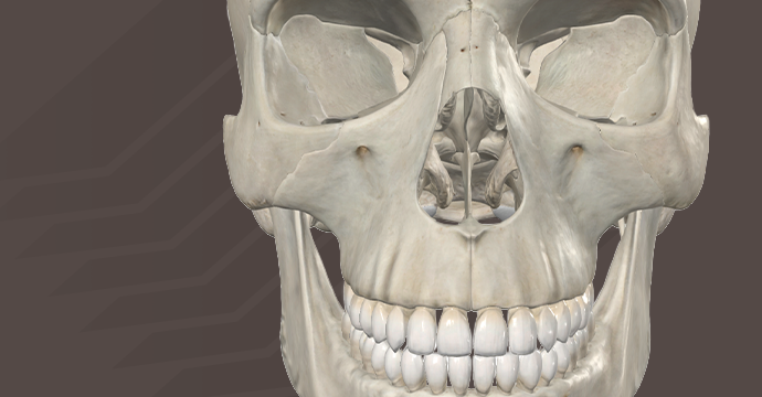 Cráneo: vista anterior