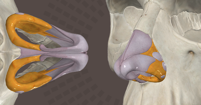 Esqueleto de la nariz: vista anterolateral e inferior