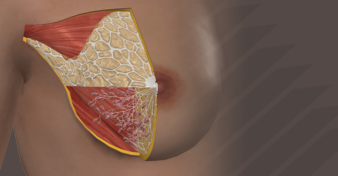 Glándulas mamarias: disección anterolateral