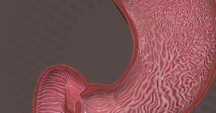 Mucosa del estómago