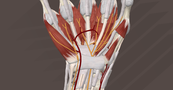 Tendones, arterias y nervios flexores de la muñeca: vista anterior