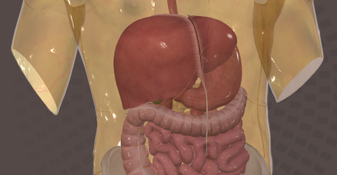 Visión general del sistema digestivo