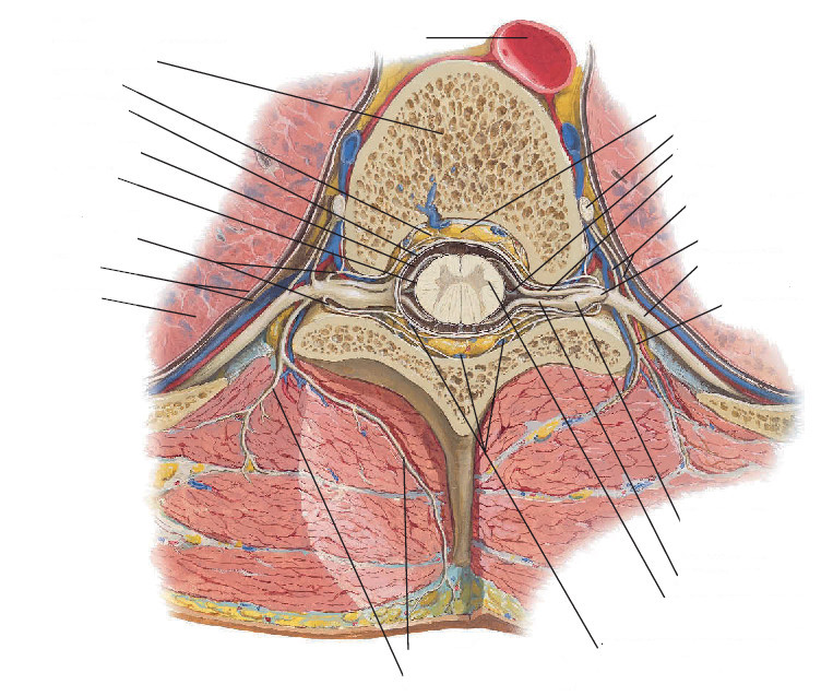 Origen del nervio espinal. Sección transversal a través del tórax