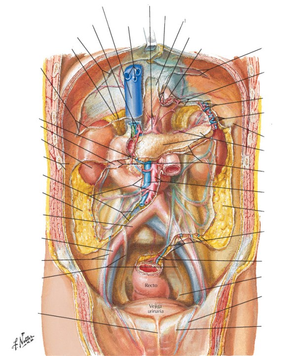 Peritoneo de la pared posterior del abdomen