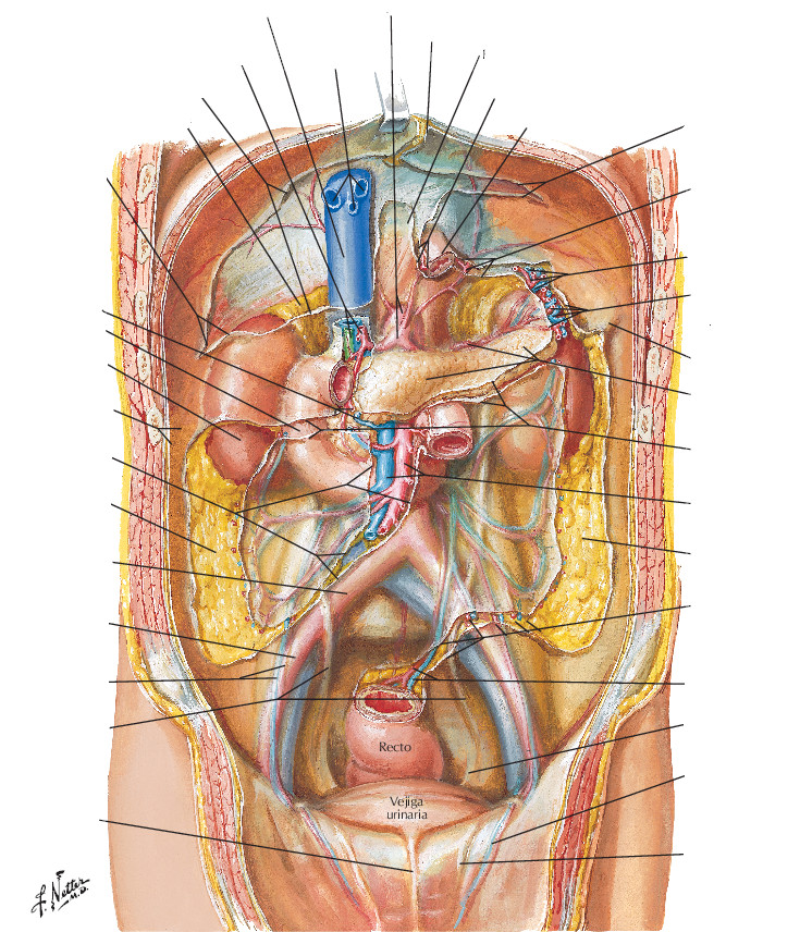 Peritoneo de la pared posterior del abdomen