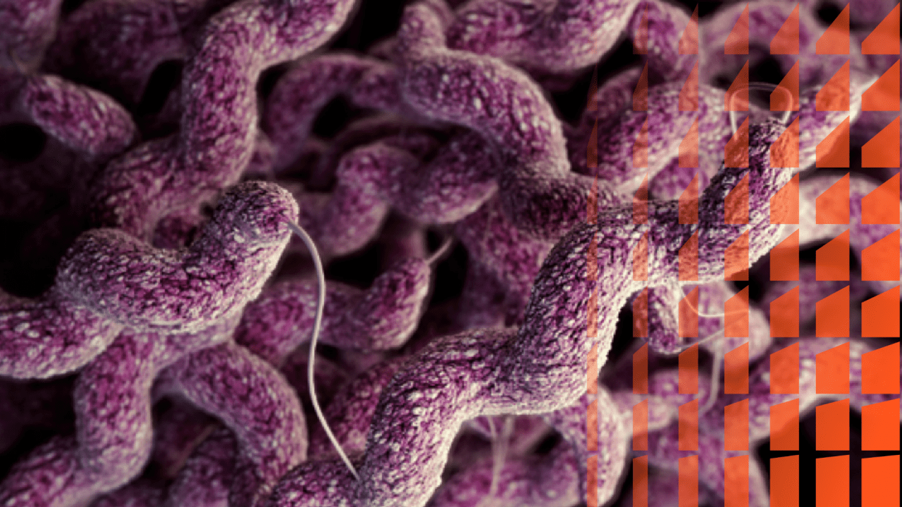 Bacterias multirresistentes