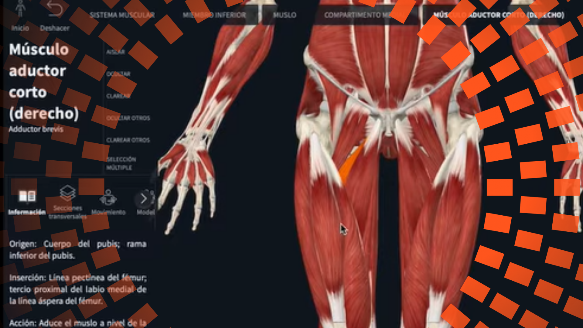 Cómo aprender los músculos del cuerpo rápido y sin memorizar. Guía práctica de anatomía