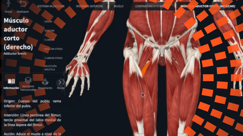Cómo aprender los músculos del cuerpo humano rápido y con ejemplos
