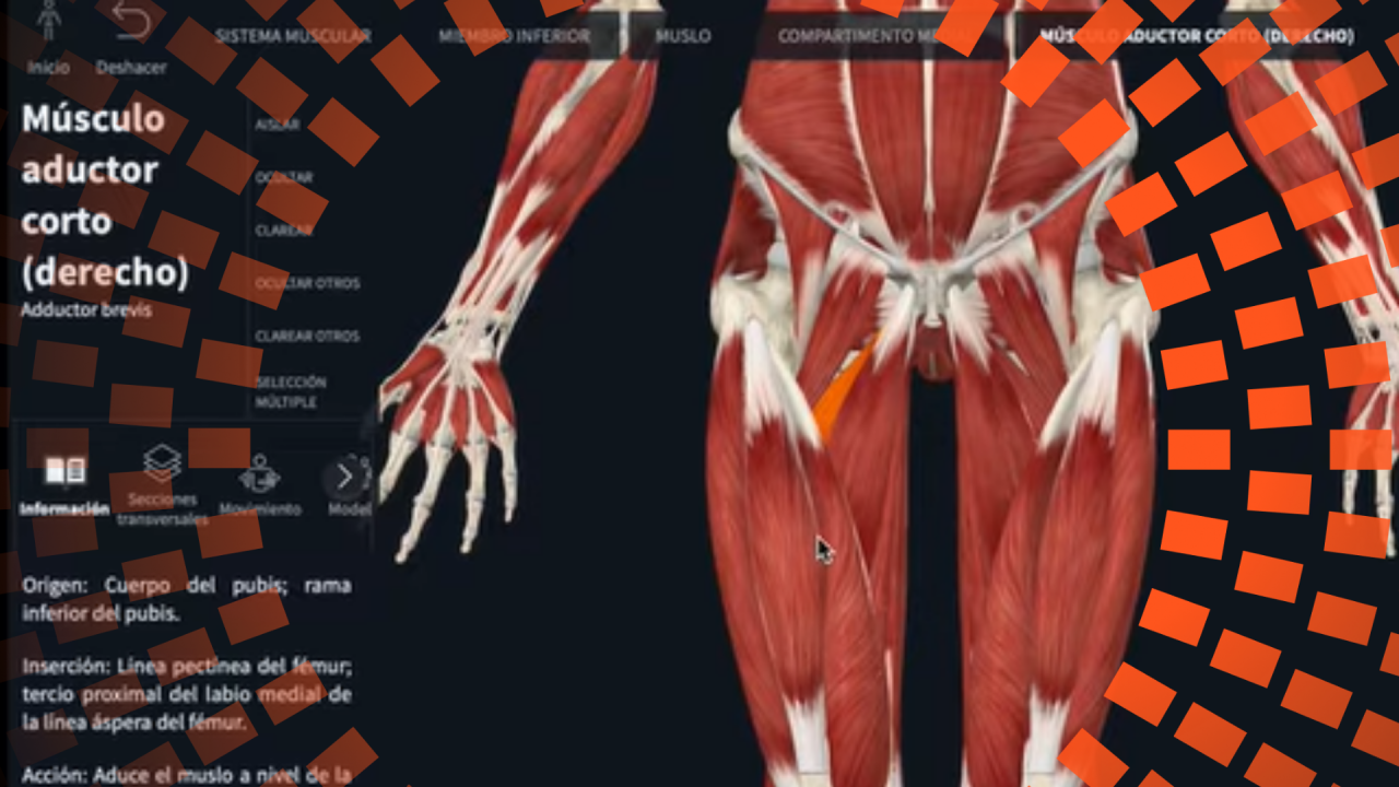 Cómo aprender los músculos del cuerpo rápido y sin memorizar. Guía práctica de anatomía