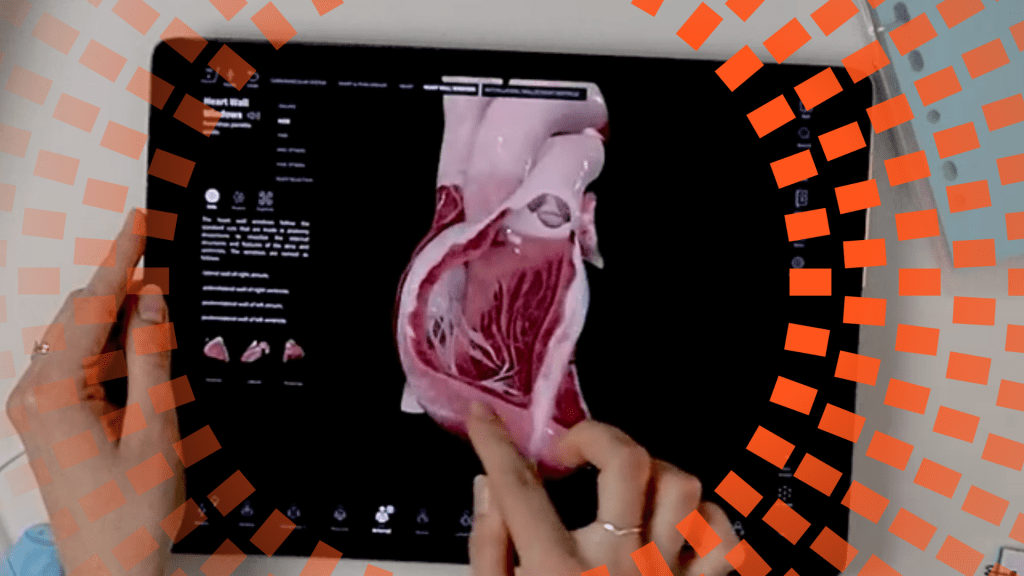 Aprendizaje de anatomía cardíaca: 5 técnicas efectivas