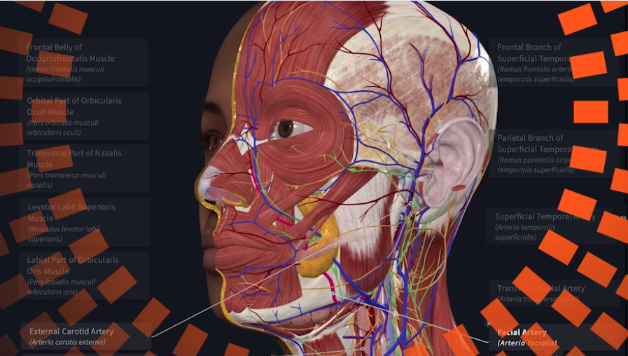 Arterias, venas y nervios sin memorizar: webinar gratuito el 15 de octubre