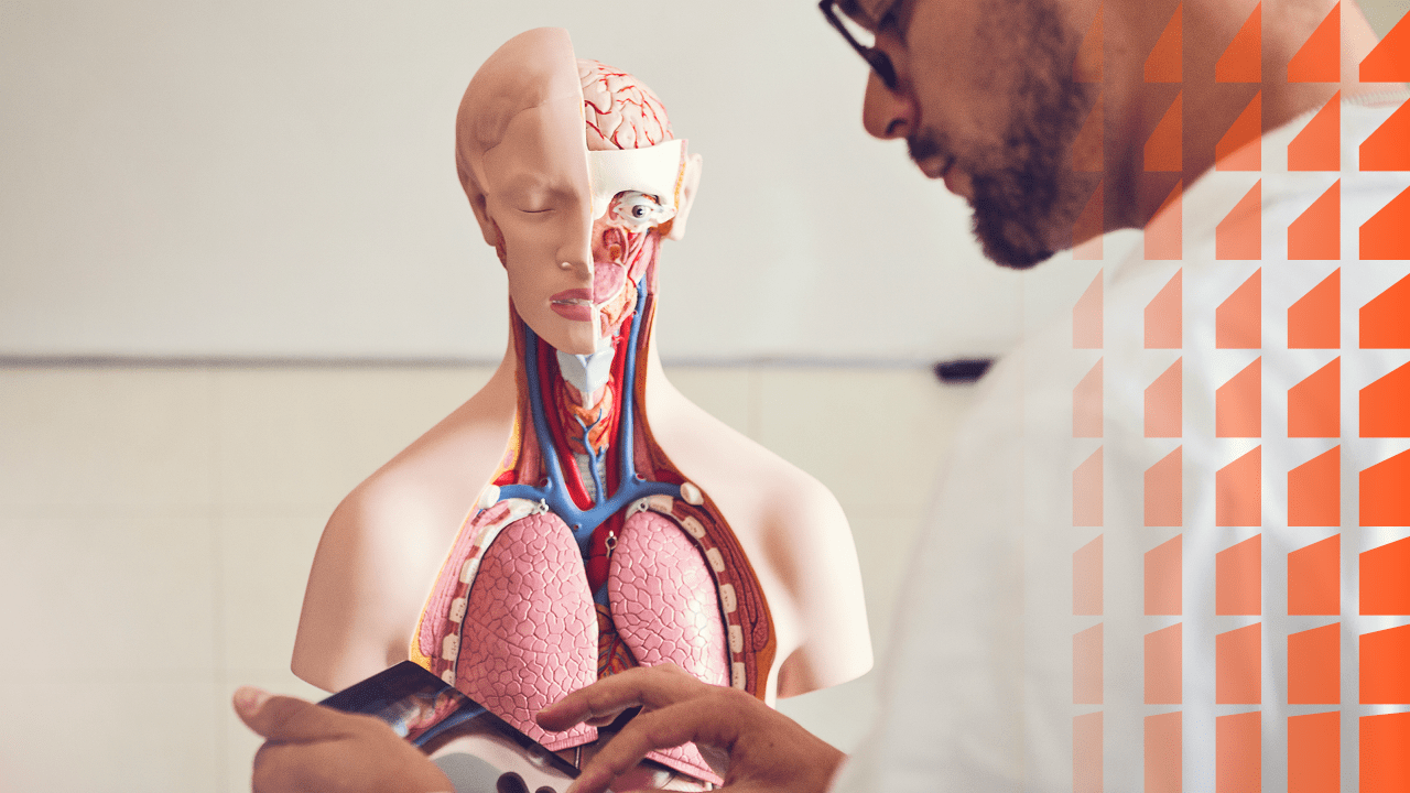 Des conseils pour apprendre facilement l’anatomie