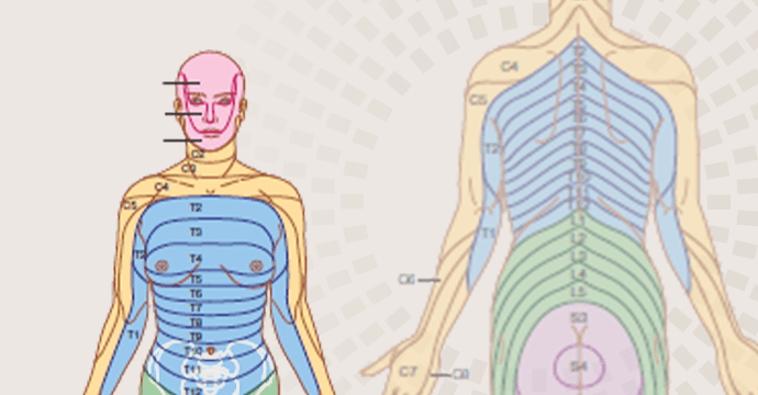 Dermatomes et myotones