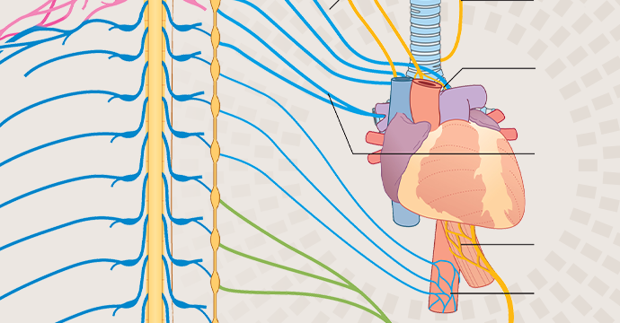 Plexus nerveux , somatiques et viscéraux
