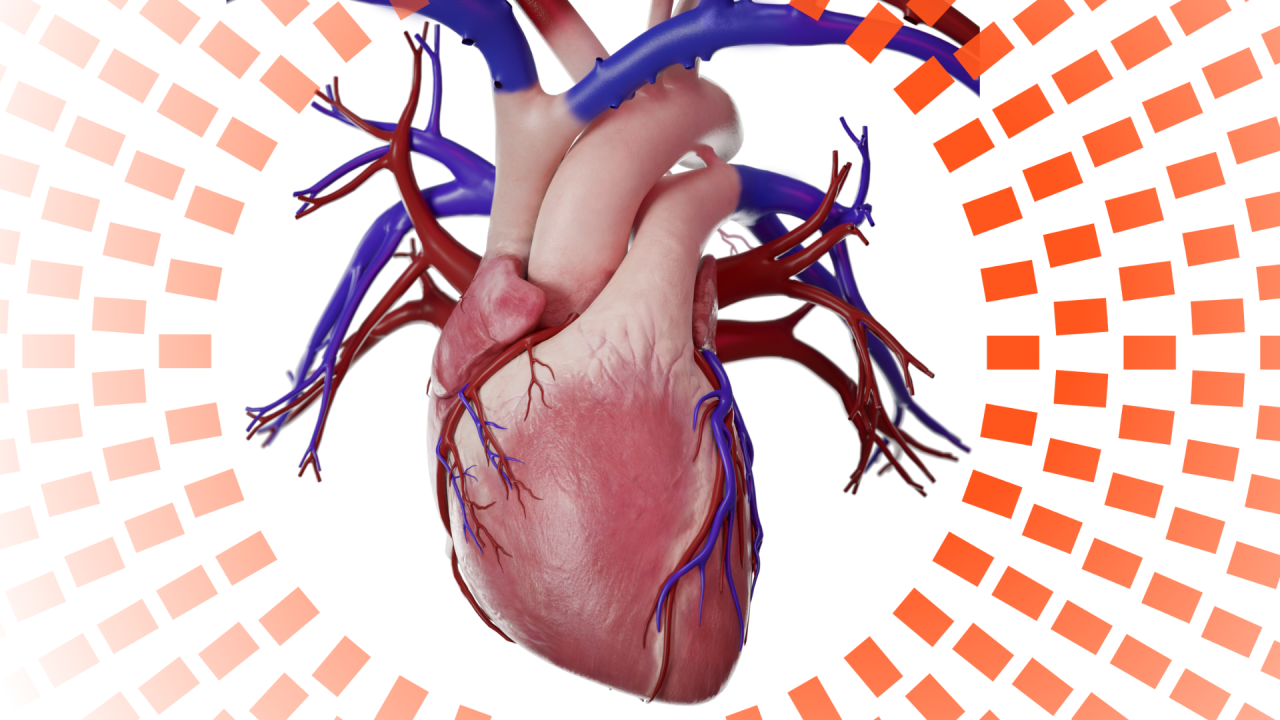 Maîtriser l’anatomie du cœur :
5 méthodes efficaces pour réussir